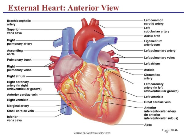 anatomyoftheheart