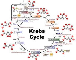 krebscycle.jpg